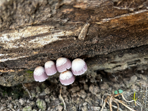 Mycena clarkeana