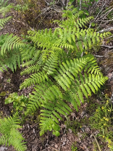 common bracken