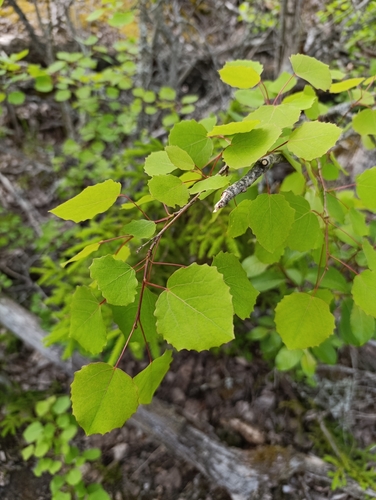 European aspen