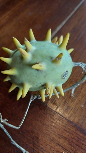Cucumis carolinus (Cucumis carolinus)
