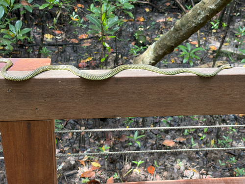 Paradise Flying Snake