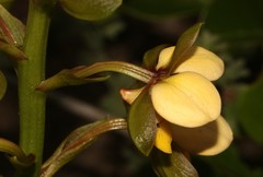Eulophia parviflora