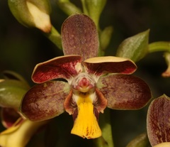 Eulophia parviflora
