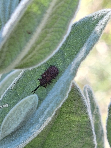 Dicladispa testacea