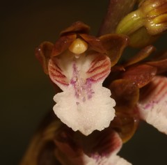 Eulophia micrantha