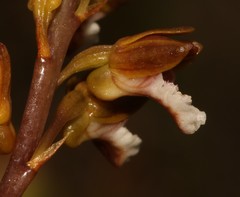 Eulophia micrantha