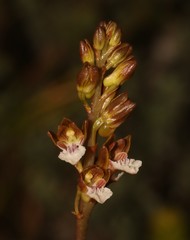 Eulophia micrantha