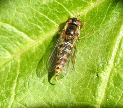 Epistrophella euchroma