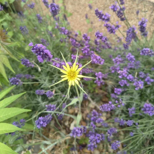Yellow Salsify