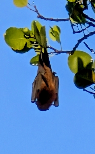 Pteropus molossinus observed 2026-06-10