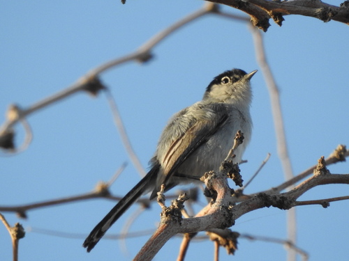 Black-tailed Gnatcatcher