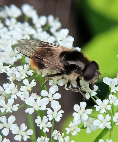 Bumblebee Blacklet