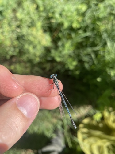 Blue Featherleg