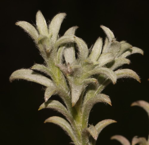 Image of Achyranthemum sordescens by (c) Brian du Preez, some rights reserved (CC BY-SA)
