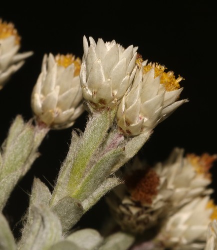 Image of Achyranthemum sordescens by (c) Brian du Preez, some rights reserved (CC BY-SA)