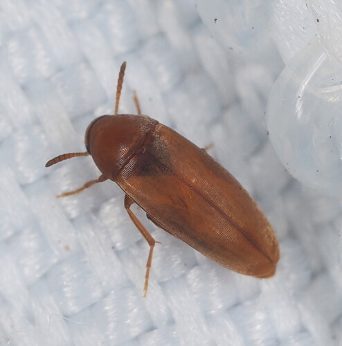 Pentaria