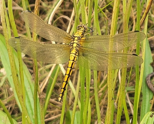 Black-tailed Skimmer