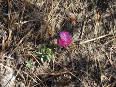 Oenothera deserticola
