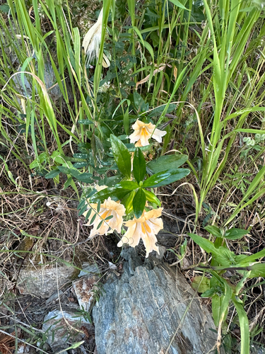 Diplacus grandiflorus, photograph 6