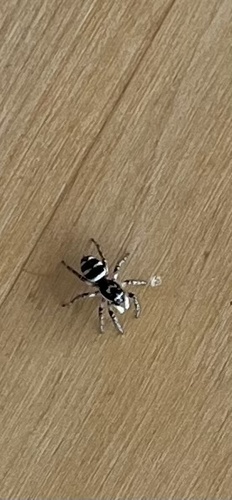 Zebra Jumping Spider