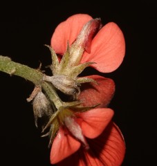 Indigofera glaucescens