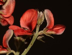Indigofera glaucescens
