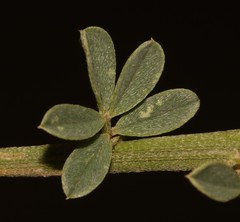 Indigofera glaucescens