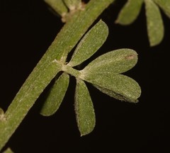 Indigofera glaucescens