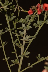 Indigofera glaucescens