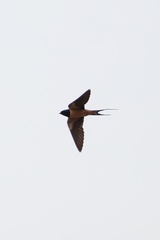 Hirundo rustica