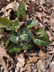Pyrola americana