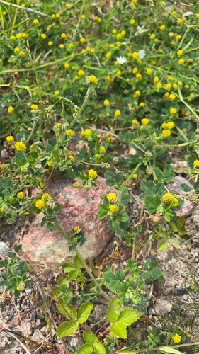 Black Medick