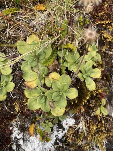 Celmisia glandulosa, 2026-06-10