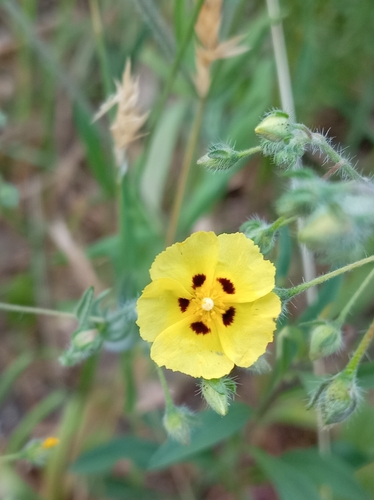 Spotted Rock-rose