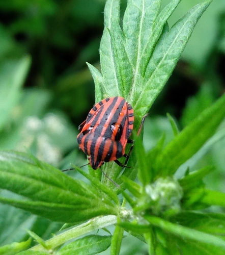 Continental Striped Shield Bug