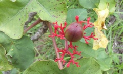 Jatropha podagrica