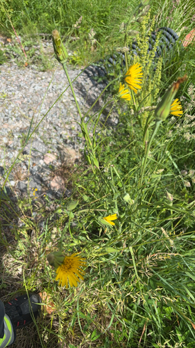 meadow salsify
