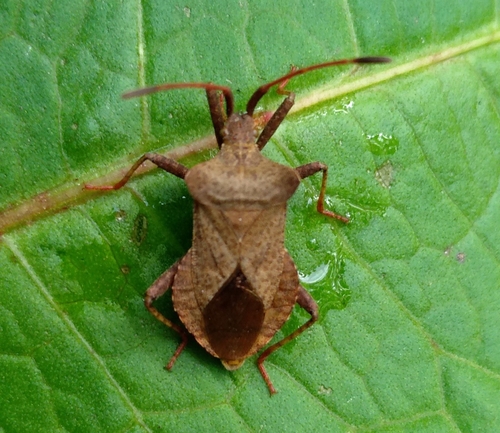 Dock Bug