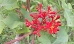 Jatropha podagrica