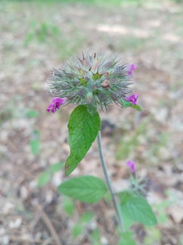 Wild Basil