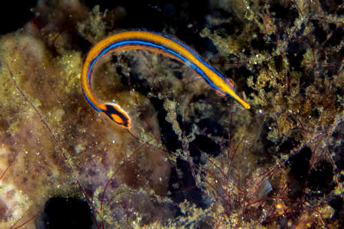 Doryrhamphus excisus observed 2026-05-01