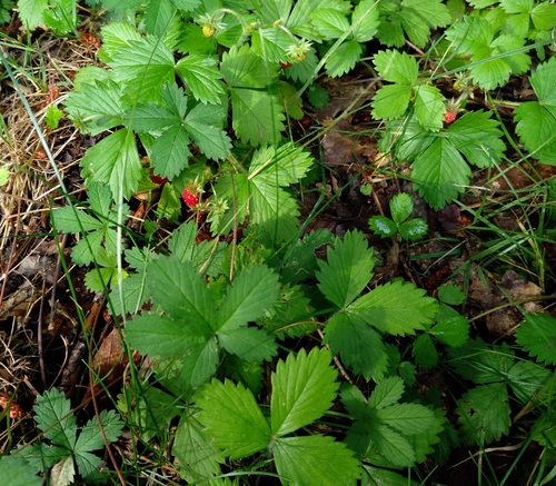 woodland strawberry