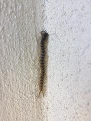 Scolopendra polymorpha