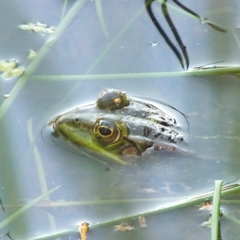 Pelophylax
