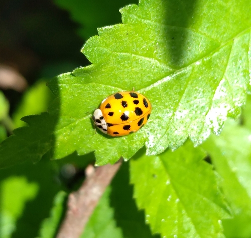 Asian Lady Beetle