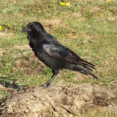 Corvus corone