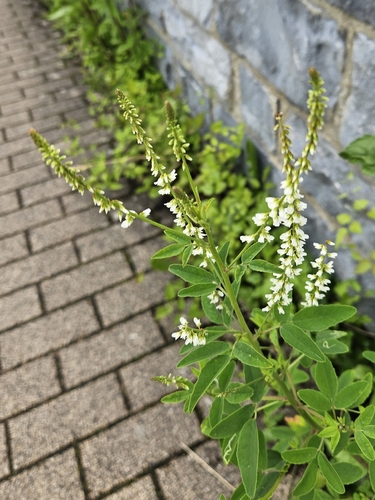 White Sweetclover