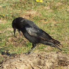 Corvus corone