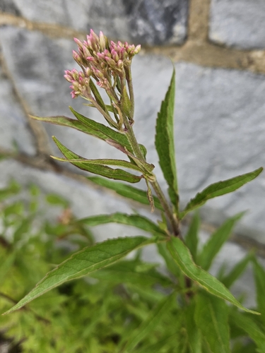 hemp agrimony