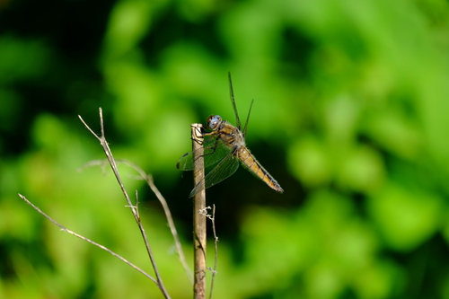 Scarce Chaser
